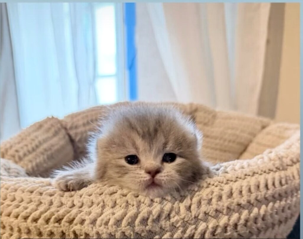 Cream British Shorthair kitten resting in a woven basket