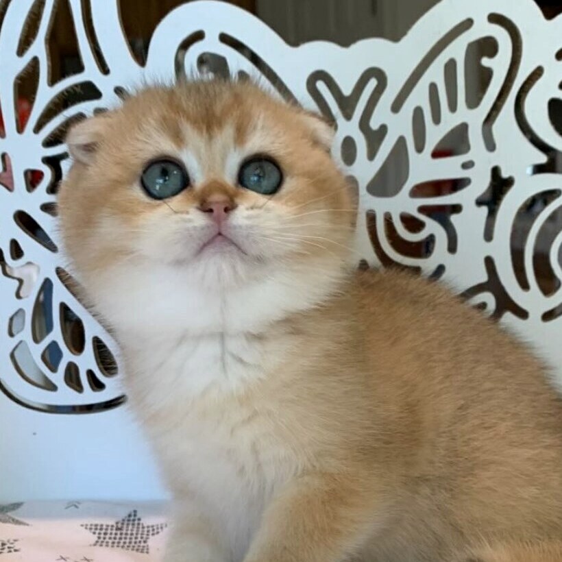 Golden Scottish Fold kitten gazing up with wide eyes