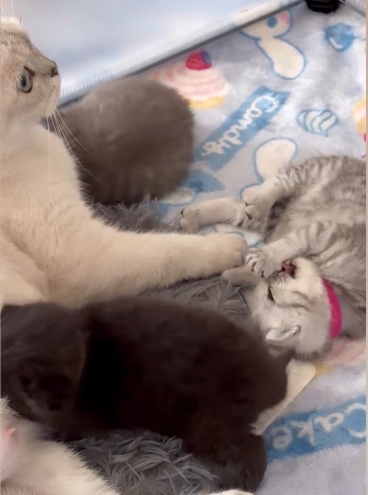 A mother cat and her kittens together in a soft playpen